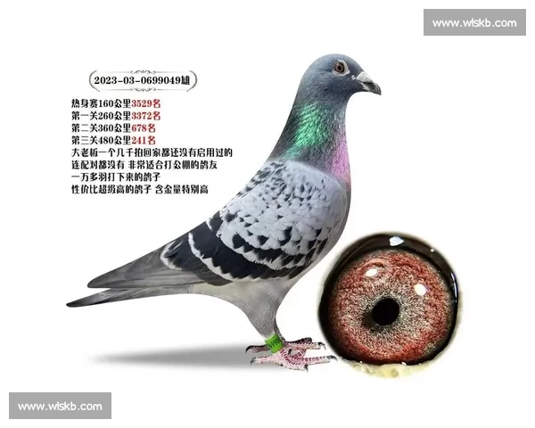 2015精彩信鸽比赛归巢瞬间全记录与赛鸽风采展示