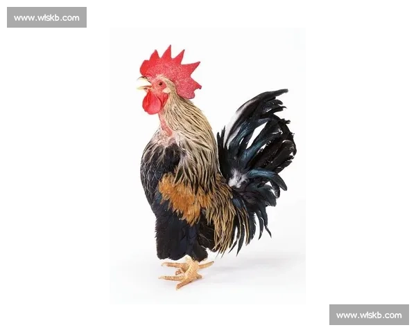 《公鸡竞技赛:展翅高飞的雄鸡如何在激烈竞争中脱颖而出》 《公鸡竞技赛:展翅高飞的雄鸡如何在激烈竞争中脱颖而出》